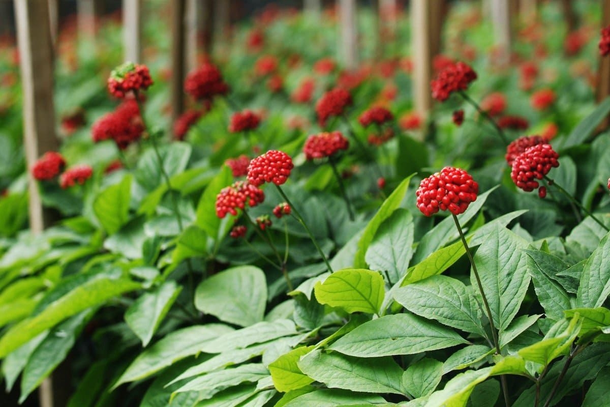 Der König des Waldes ist Ginseng